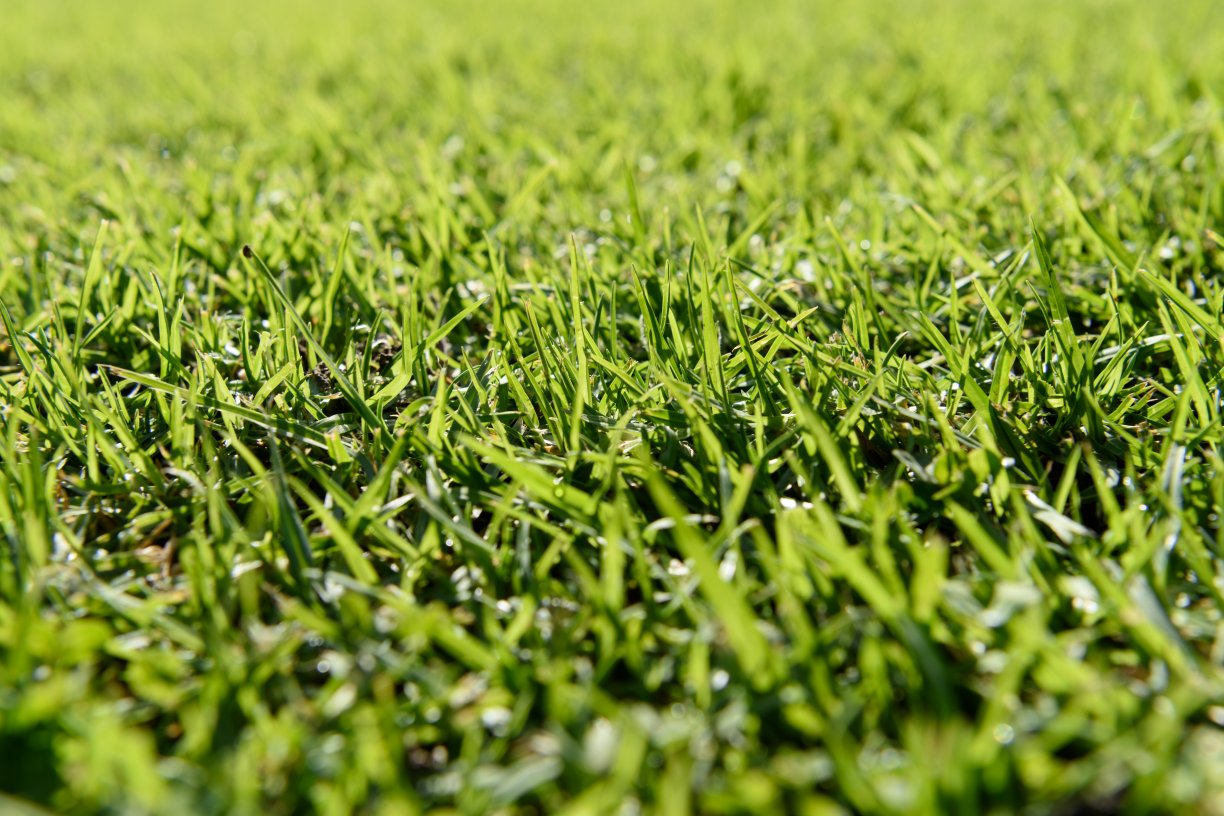 green grass background
