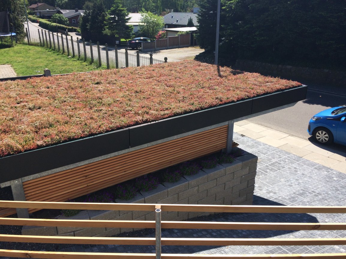 Herba Roof grønt tag groendak denemarken sedum export aanleg(2)