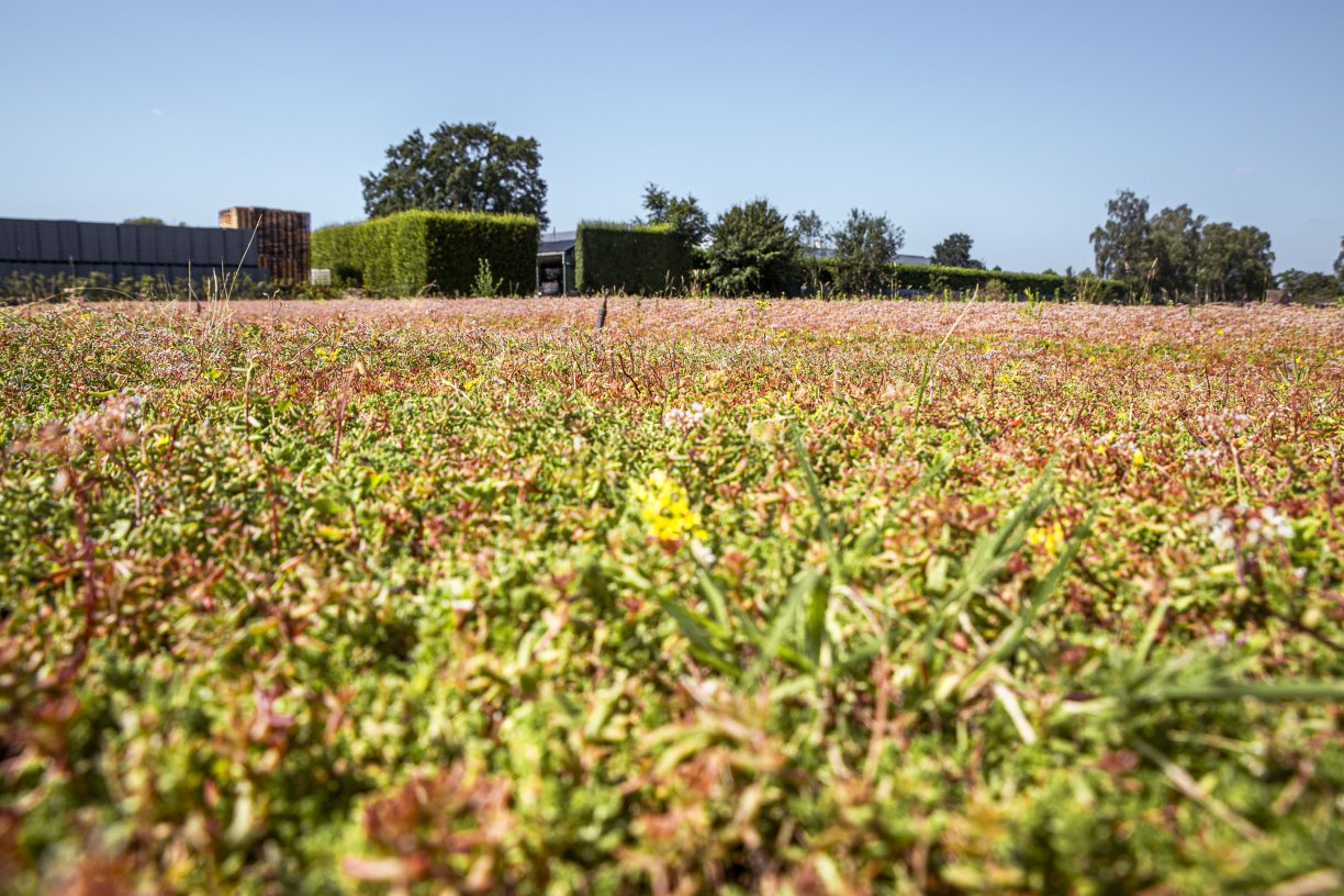 Sedum voor groendaken